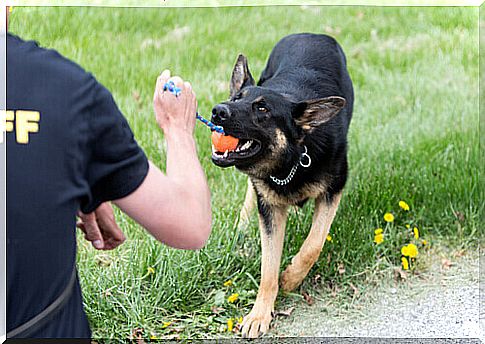 training-german-shepherd