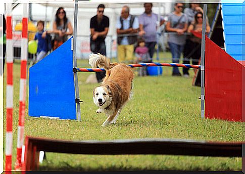 dog-agility