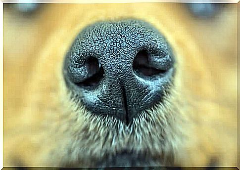 14 animals with a highly developed sense of smell