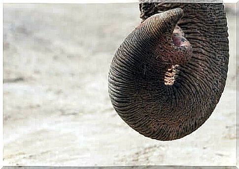 elephants are the animals with the most developed sense of smell