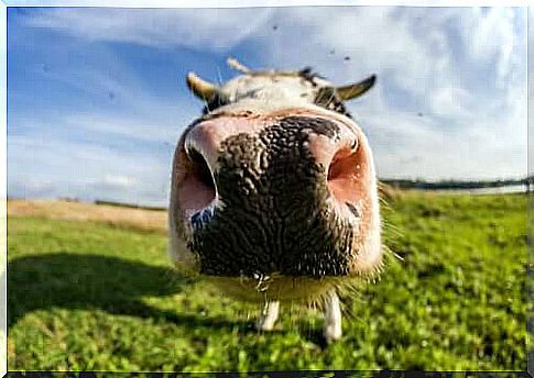 cows are among the first among animals with a highly developed sense of smell