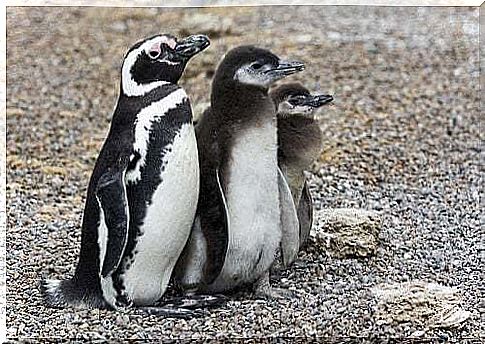 Patagonian penguin