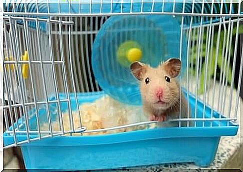 4 tips for cleaning the hamster cage