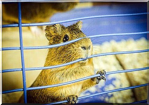 Hamster biting the cage.