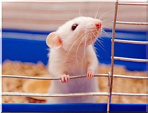 A hamster leaning against the bars of the cage.