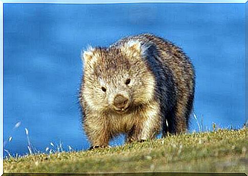 5 curiosities about wombats, the cutest Australian marsupials