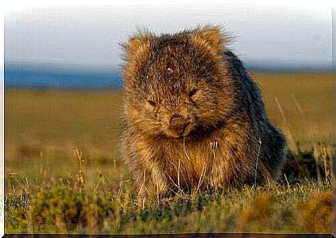 Lonely wombats.