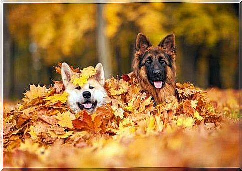 5 dangers of autumn for dogs: watch out!