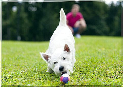 white dog on the lawn and colored ball