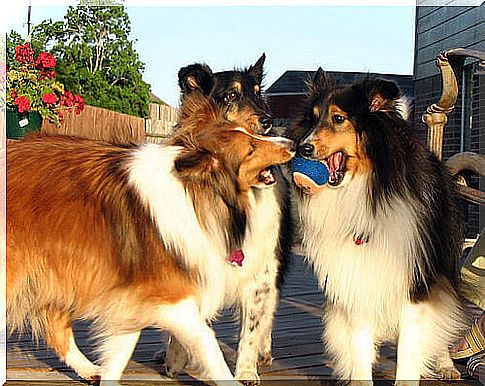 tre collie con una pallina