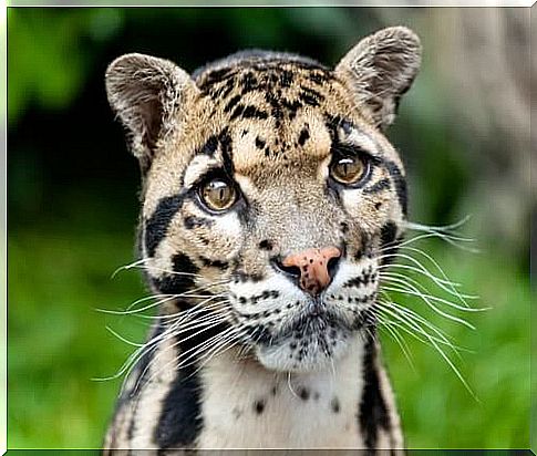 5 little known but truly gorgeous wild felines