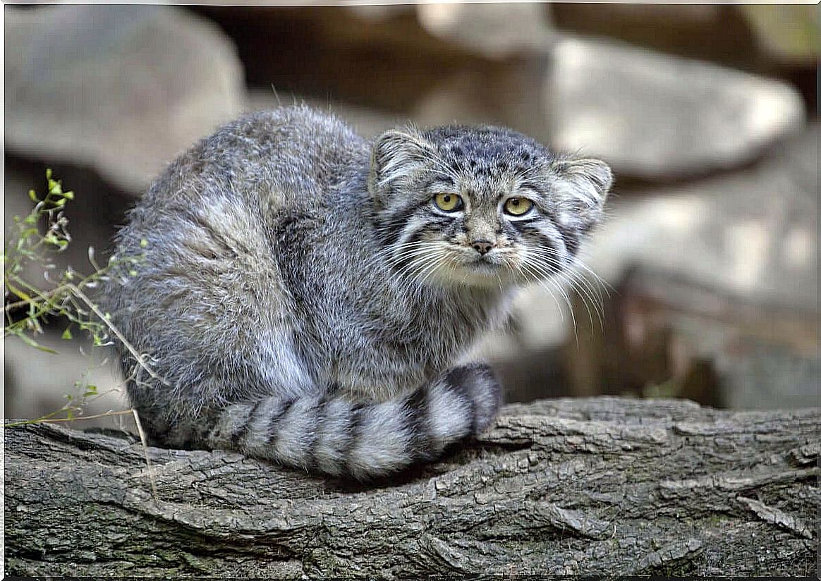 Manul specimen: little known wild felines.