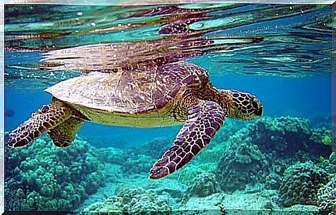 Sea turtle swims on the water