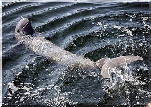 an irrawaddy river dolphin swims with its snout up