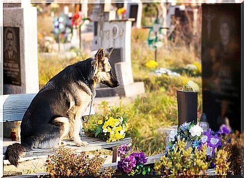 German shepherd sitting on a grave