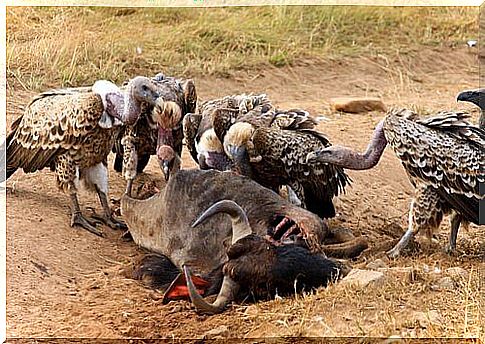 Group of vultures devour a buffalo