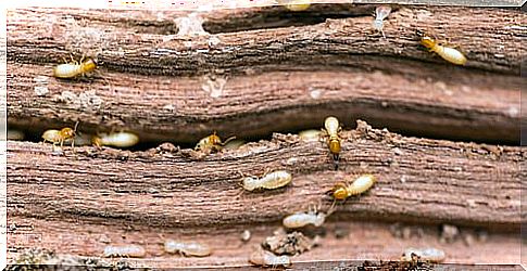 Termites as they penetrate the wood