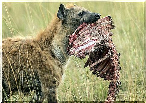 Hyena with meat in the mouth