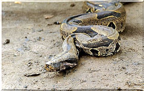 Boa constrictor crawls on arid ground