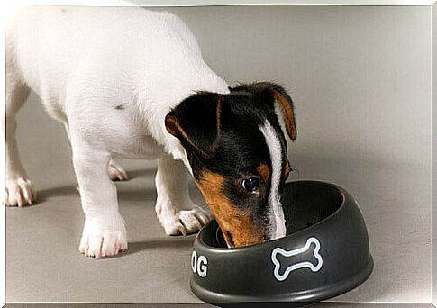 dog-eat-bowl