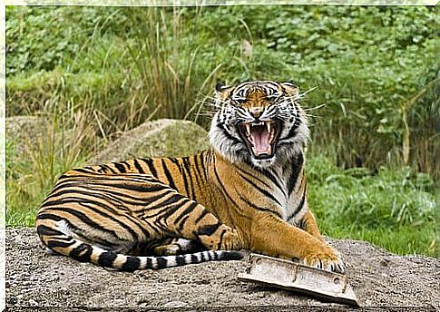 5 subspecies of tigers that will conquer you