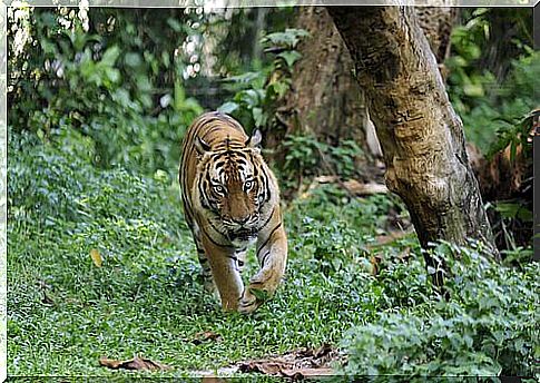 Tiger of Malaysia walks in the jungle