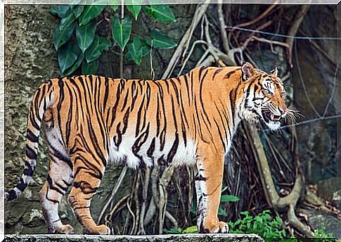 Profile of an Indochina tiger