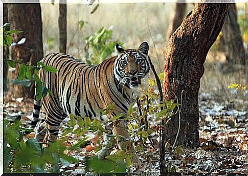 Bengal Tiger