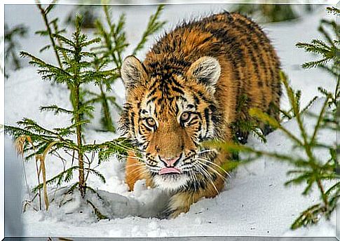 Siberian tiger cub in the snow