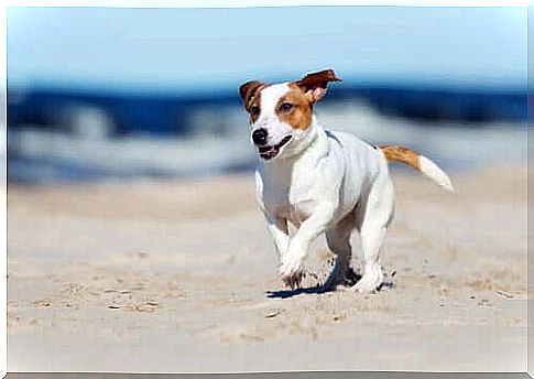 days on the beach are excellent opportunities for summer activities to do with your dog