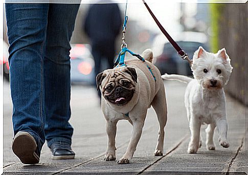 walking-dogs