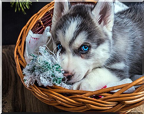 5 tricks to clean your dog's bed