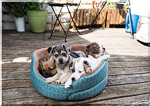 puppies-in-a-bed