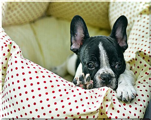 puppy-in-the-bed