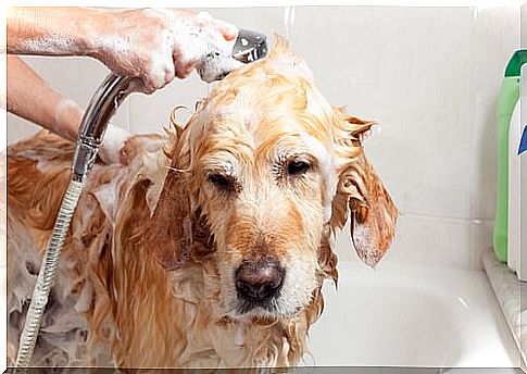 Girl washes labrador in the tub with a lot of shampoo