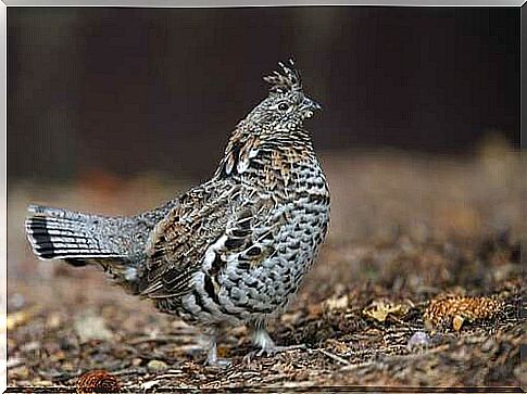 Collared grouse.  Relatives of the domestic hen.