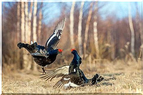 Black grouse engaged in a fight.