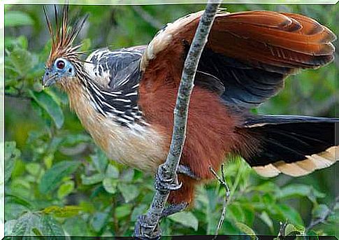 Hoatzin on a branch.