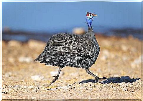 Mitrata guinea fowl running.