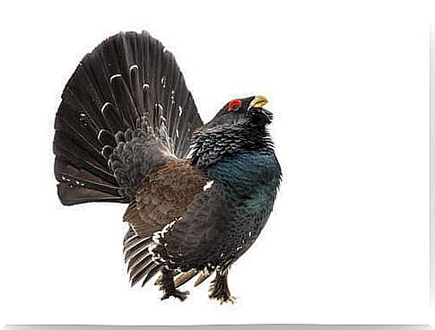 Capercaillie, one of the wild relatives of the hen.