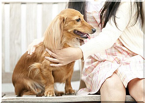 6 things to know before petting a dog