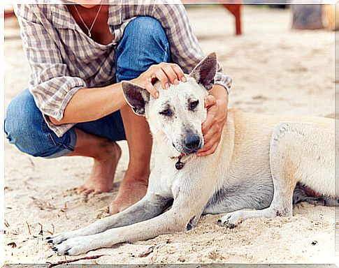 dog on the sand