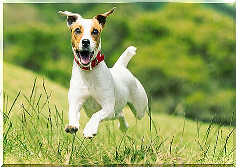 jack russel among small dogs