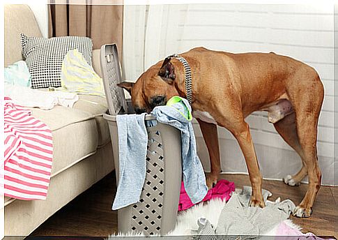 a boxer rummages in the basket of dirty clothes