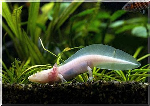 White salamander walks on the aquatic ground