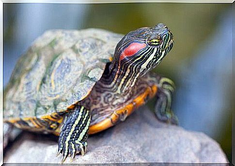 Sea turtle out of the water