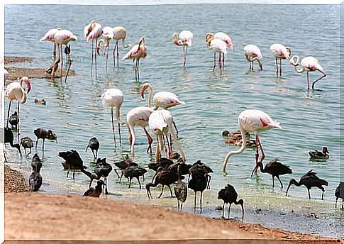 Flamingos drink