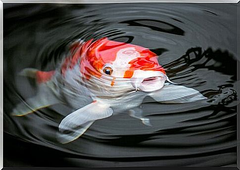 Koi carp