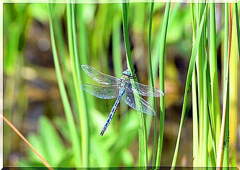 Green dragonfly in the middle of a field