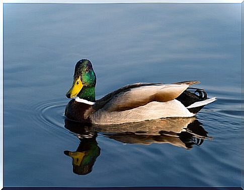 Mallard in the water